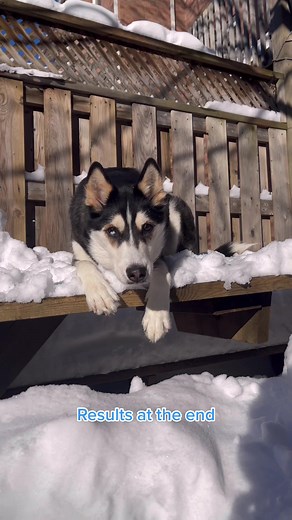 Siberian Husky Pose Training: Watch How to Strike a Perfect Pose 🥺