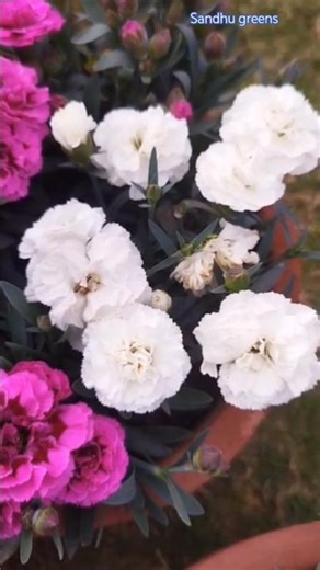 Beautiful Dianthus 🌺#shortsfeed #flowers #beautifulflowers #satisfying #shorts #dianthus