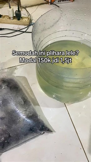 Panen lele #lele #ikanlele #budidayalele