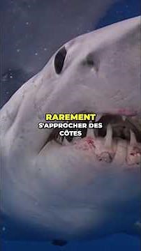 The Mako Shark is a formidable predator! 🩸#shark #ocean #animal