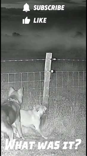 Dogs Barking at Something Beyond the Fence | Real Night Vision Footage