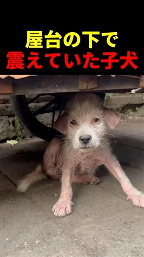 The trembling puppy hiding under the stall #animals #pets #cute #healing #animals #dogs