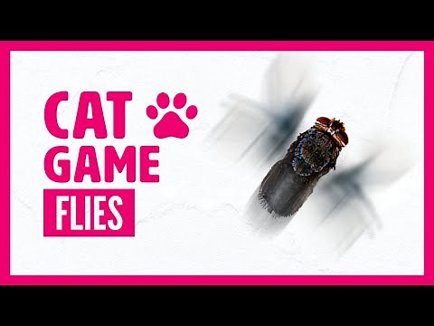 Games for cat : FLIES on screen - FLY VIDEO FOR CATS, KITTENS and pets to play
