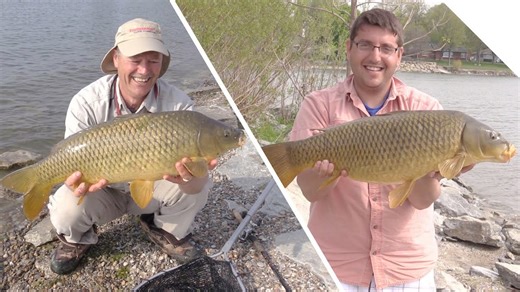 What catches more carp, corn or boilies? (Shore fishing for carp)