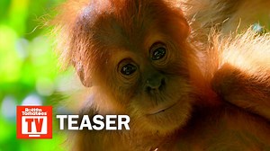 17K views · 645 reactions | We're all on one team. Netflix's 'Our Planet', narrated by Sir David Attenborough, arrives April 5. | Rotten Tomatoes | Facebook