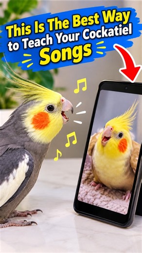 How to Teach Your Cockatiel to Sing | Easy Cockatiel Training Method #Shorts