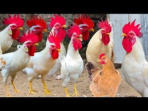 CON GÀ | CON GÀ TRỐNG | BÀI HÁT CON GÀ | NHẠC CON GÀ | ĐÀN GÀ TRONG SÂN#conga