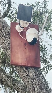 Installing REOlink Go PT Plus Camera on Tree