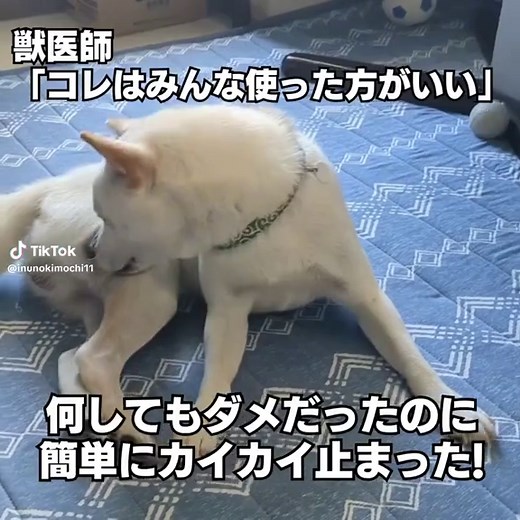 【犬がかゆがる原因が判明】9割の飼い主が知らないカイカイを止める裏ワザ