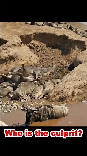 Why Did 7,000 Gnus Die here?