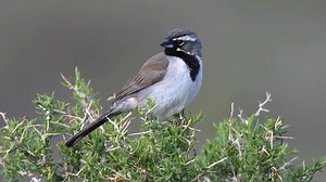 31K views · 5.5K reactions | Black-throated sparrow singing (Amphispiza bilineata) United States, Mexico. | BIRDS & Nature | Facebook