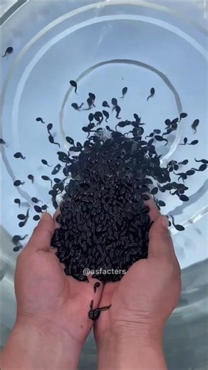 Why do tadpoles live in groups? #shorts