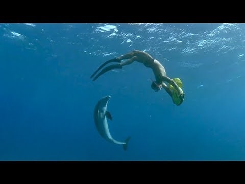 Swim with Dolphins as a Career - inspired by Academy Award® nominated IMAX Film