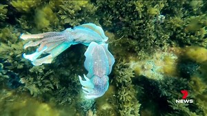 The annual cuttlefish migration is on again near Whyalla with large numbers of these amazing creatures close to shore at Point Lowly. For those who don't want to brave the 10-degree water temperature, there's now another option - a glass-bottomed boat. 7NEWS Adelaide at 6pm | www.7NEWS.com.au #Whyalla #7NEWS | 7NEWS Adelaide