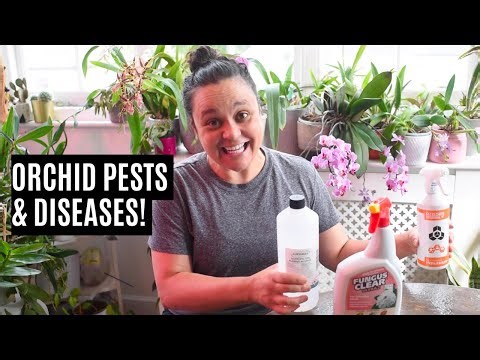 Orchid health issues: Pests, fungus & viruses | Treatment & care tips