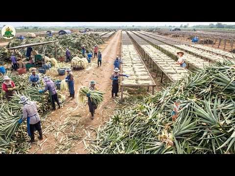 Pineapple Leaf Recycling – Hidden Process Turning Waste Leaves Into Fabric and Fuel