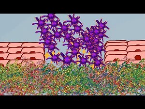 Hemostasis - Physiology of hemostasis. 💚animation💚