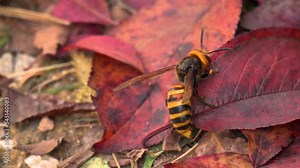 Asian Giant Hornet Crawling on Red Fallen Leaves And Fly Away