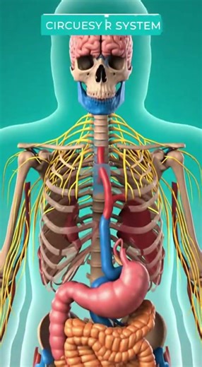 Create an educational cinematic video where a human body is show_