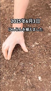 にんじんの種を植えました🥕