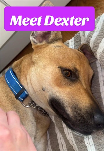 Lana has a new brother 🥹 #rescuedog #cutedog #asmrjulieta #asmr #asmrvideos