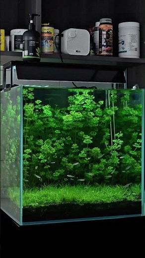 CozyWoodLab 58 | Planted Betta Tank Ideas | CozyWoodLab #exoticaquariumfish #aquariumsetup