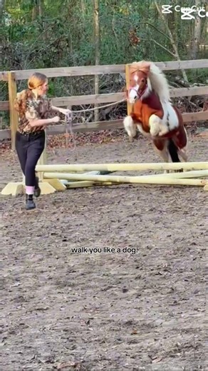 PENNYYYY!! #horse #pony #miniature #pinto #cuteanimals #cute #overjump #holyairball #holyhorse