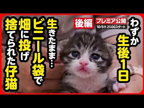 【子猫 保護】お母さん...お母さん...！母猫の温もりを探しながら、必死にミルクを飲む姿に泣けてくる【後編】