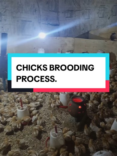 Brooding chicks process#FarmConstruction #farmingtips #PoultryFarming #poultry #chickenbusiness