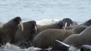 Walrus #reelsfypシ#reels | Animal documentary