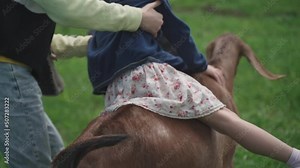 Little girl riding a goat. Pet Therapy for Children. Kid hugs a goat in a rural area. Dairy goats of the Anglo Nubian breed. Goat with big ears on countryside background