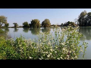 Water lapping, Frogs croaking, Wind blows in Trees and other Nature Sounds