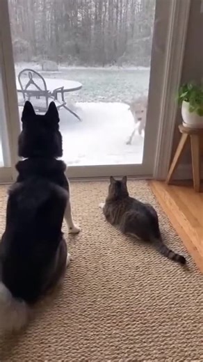 When nature surprises you, and the fur flies! #FunnyPets #CatVsDog #UnexpectedMoments #WildlifeFails #PetPanic