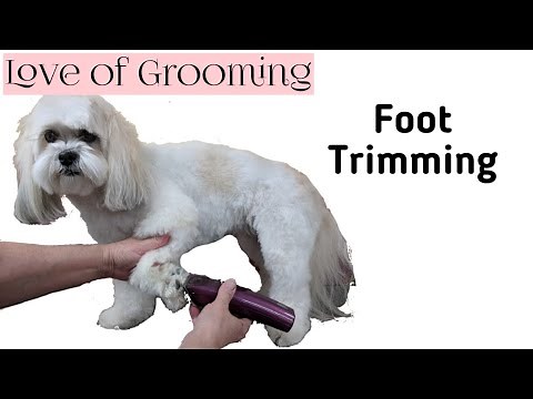 How to Shave a Dogs Foot Pad