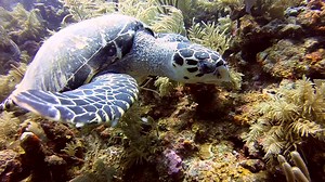 3K views · 160 reactions | This morning we had an amazing dive on one...