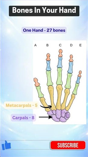 How Many Bones In Your Hand? 27 ?✋️#quiz #anatomy