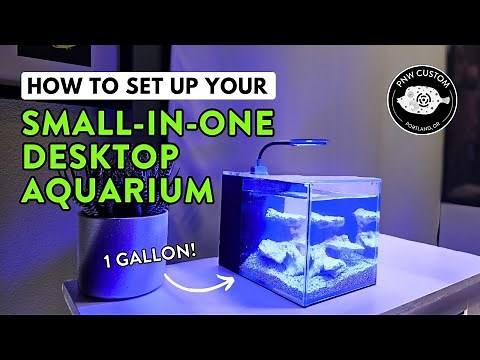 How To Set Up Your Small-In-One Desktop Aquarium