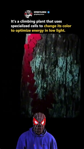 Climbing plant that uses specialized cells to change its color to optimize energy in low light