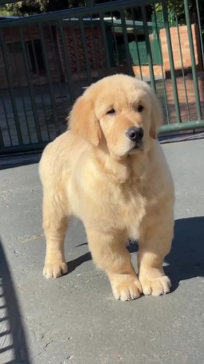 Golden Retriever Puppies - Cute Golden Retriever & Labrador Mix Clips