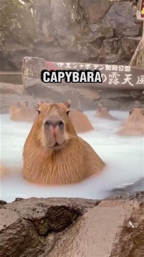 Why Everyone Loves Capybaras 😂#funnyanimals #pets #animals #capybara #capybaravideo #capybaras
