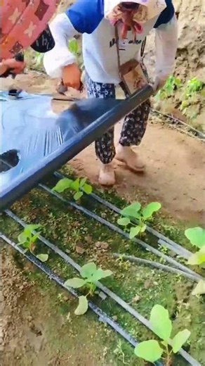 Collaborative laying process of black plastic mulch for soil protection