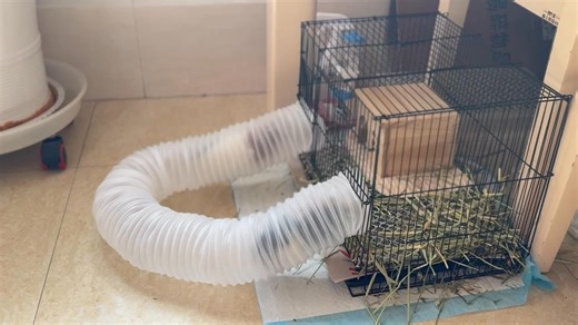 The new toy for the piggy, the piggy loves to play with it super much. 😍🐹 | Guinea Pig Lovers