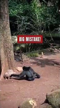 4 Predators That Picked The WRONG Fight! 🥊 #Wildlife #animalencounters