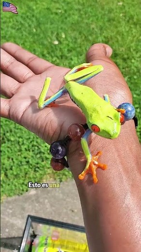 Is this frog poisonous? Is it a good pet?#pets #frog