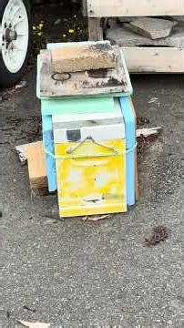 How Bees Make a New Queen After a Hive Split - Beekeeping