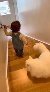 Cat saves Baby | Meow Mania