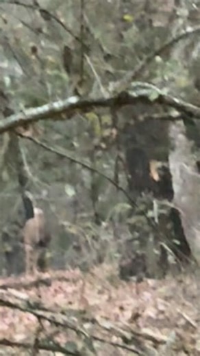 Bux Outdoor Products on Instagram: "Few girls out this afternoon. The Bux gravity feeder providing some extra protein. 🦌 *ᴀʟʟ ᴍᴇᴛᴀʟ *5’3 ғɪʟʟ ʜᴇɪɢʜᴛ *600# ᴄᴀᴘᴀᴄɪᴛʏ #aluminum #deer #usamade #arkansasmade #deerhunting #smallbusiness #archery #gun #whitetail #feeder #EZFILL #OutlastBlindz #foodplot #usa #hunting #welder #welding #hunter #legacy #deerblind #shootinghouse #shanti #arkansashunting #arkansasoutdoors"