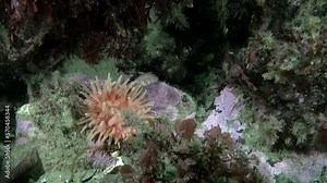 Sea anemones are fascinating underwater creatures of the Barents Sea. Anemones are able to thrive in this unique and remote environment, making them an interesting target for divers alike.