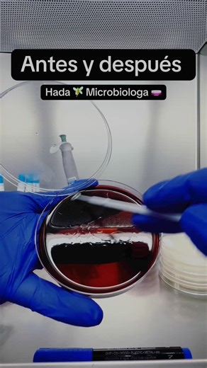 Microbiology on Instagram: "🧫 1. Siembra por estría 👉 Aísla bacterias en colonias separadas. 🔄 Se arrastra el inóculo en zigzag sobre el agar. 🔁 2. Siembra por superficie 🧴 Se extiende una gota de muestra líquida. 🎯 Ideal para contar colonias (UFC/mL). 🧪 3. Siembra por vertido (pour plate) 🔥 Mezcla muestra con agar tibio. 👀 Crecen colonias dentro y en la superficie. 📍 4. Siembra en tubo 📌 Picado: en línea recta (profundidad). 🌀 Estría inclinada: sobre la superficie. 🔬 Para pruebas b