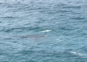 12K views | Parks and Wildlife Service, Western Australia on Reels | Facebook